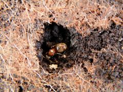 20100222_fourmis3_blognature.jpg