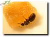 reine lasius niger