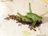 Un repas de Crematogaster Scutellaris