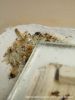 crematogaster_dechets_2.jpg