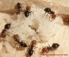 Crematogaster scutellaris oeufs