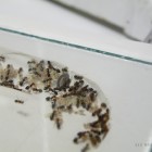 Installation d'une colonie dans une fourmilière artificielle 