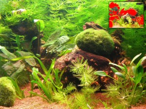 Aquarium paysager Blognature Aquarium paysager Blognature