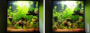 Aménagement aquarium paysager blognature Aménagement aquarium paysager blognature