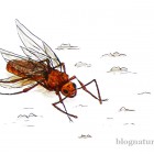 Une reine fourmis