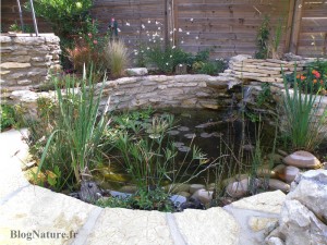 bassin_jardin_etape_13_plantes_aquatiques_Blognature