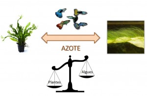 Équilibre azote plantes aquatiques / algues
