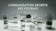 organisation_secrete_des_fourmis.jpg