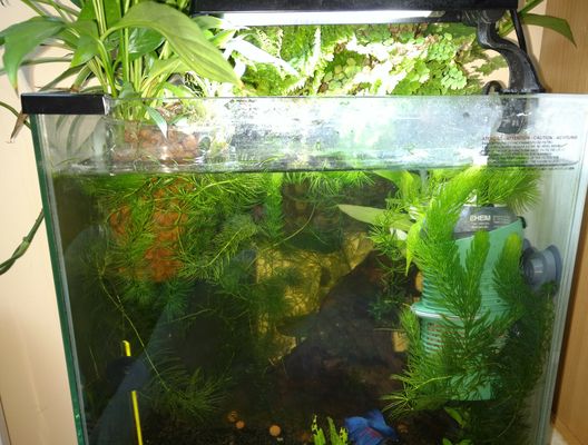 nano aquarium besancon racine fougere - Mur Végétal et Aquariums sur  mesure.Nature Design.