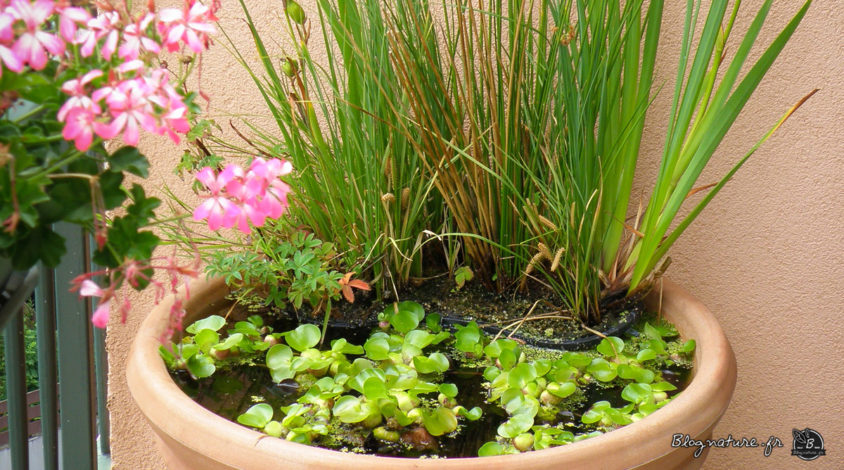 bassin balcon