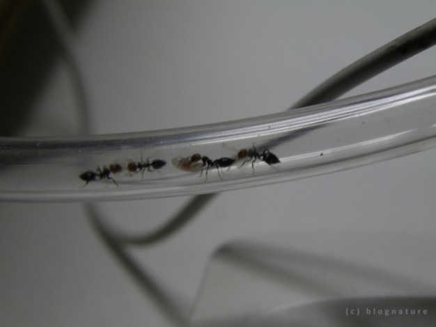 Transport d'un oeuf par une fourmis