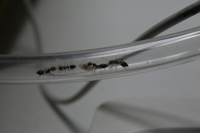 Transport d'un oeuf par une fourmis