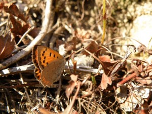 Un papillon