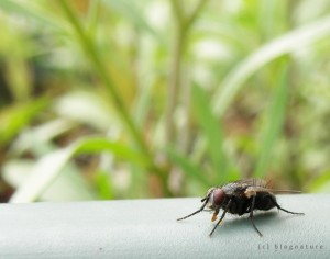 La mouche !