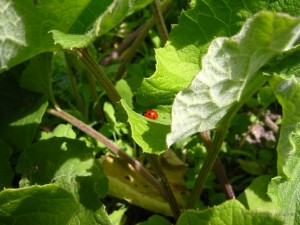 Une coccinelle