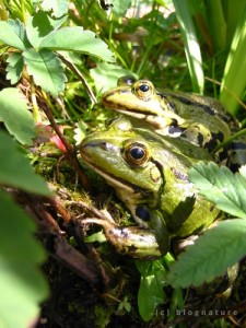 Deux grenouilles vertes qui s'acoquinent...