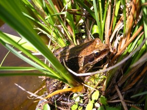 Une grenouille "rousse"