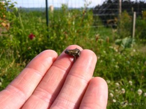 Jeune grenouille