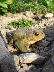 Un crapaud aux beaux yeux