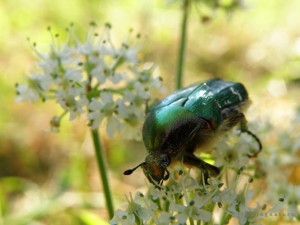 Un cétoine dorée (coléoptère)