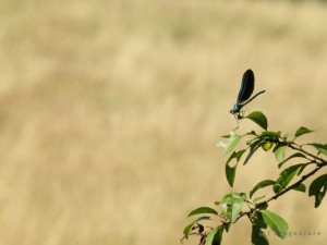 Une libellule "demoiselle" (calopteryx)