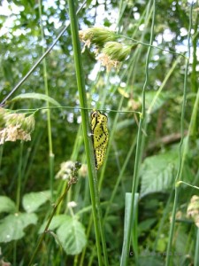 Chrysalide de papillon "Gazé"
