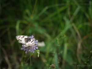 Papillon Demi-deuil