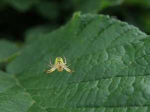 Araignée suspendue à sa toile
