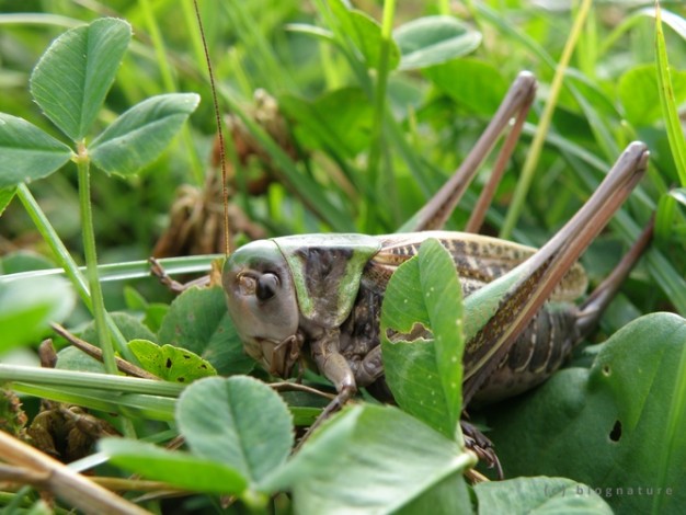 Orthoptère