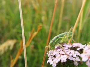 Un orthoptère sur une fleur