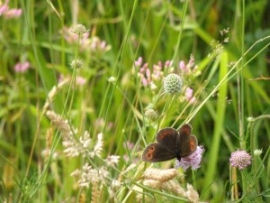 Papillon Moiré