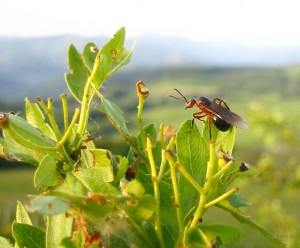 Envol d'une reine fourmis