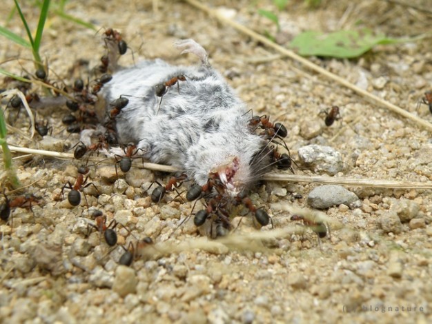 Repas de fourmis : un rongeur mort