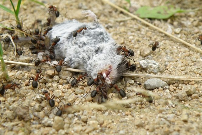 Repas de fourmis : un rongeur mort