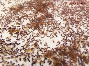 Une fourmilière pleine à craquer !