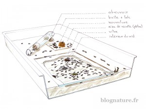 Schéma fourmilière idéale