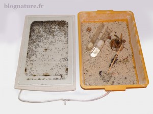 Fourmilière alternative avec aire de récolte séparée