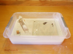 9. Installation d'une jeune colonie de fourmis