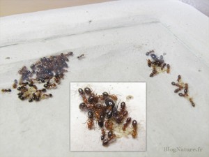 10. Zoom sur la nouvelle colonie