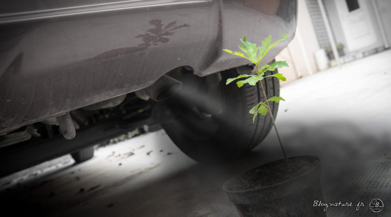 planter arbre impact carbone