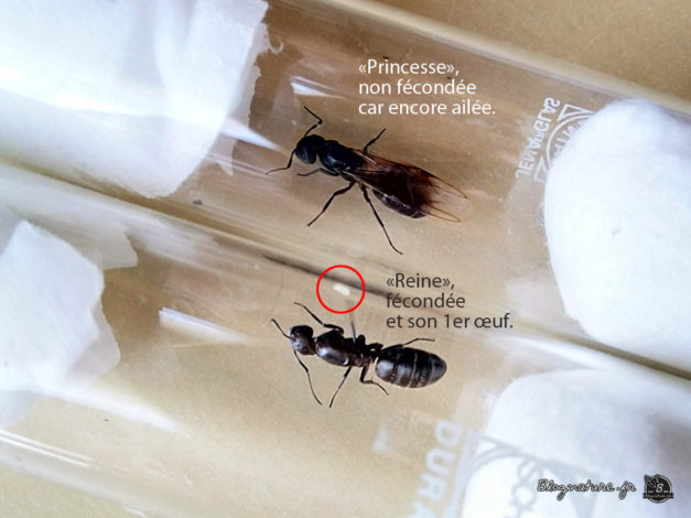 Kit fourmilière pédagogique - Observation des fourmis