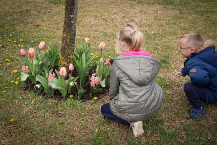 planter des bulbes