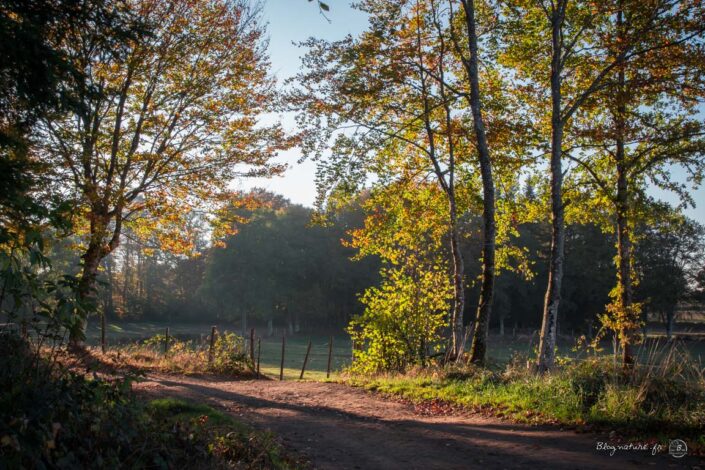 protéger une foret