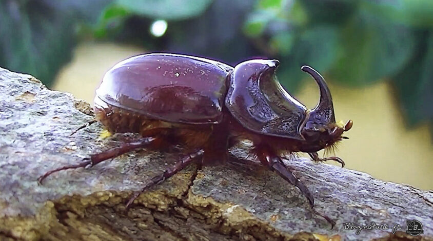 rhinoceros insecte